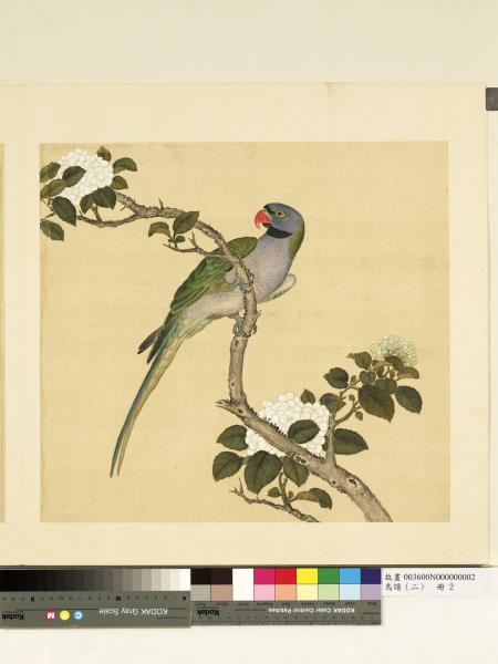 鳥譜（二）　冊　南綠鸚哥