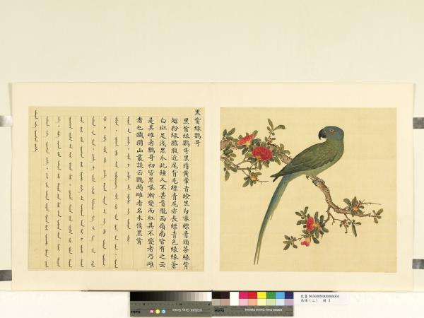 鳥譜（二）　冊　黑嘴綠鸚哥
