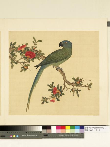 鳥譜（二）　冊　黑嘴綠鸚哥