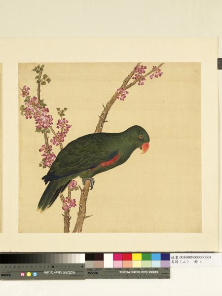 鳥譜（二）　冊　洋綠鸚鵡