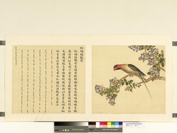 鳥譜（二）　冊　紅頰綠鸚哥