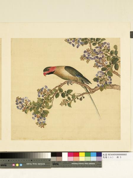 鳥譜（二）　冊　紅頰綠鸚哥