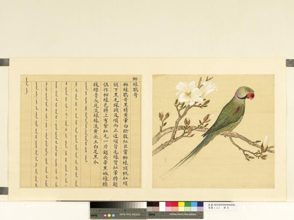 鳥譜（二）　冊　柳綠鸚哥