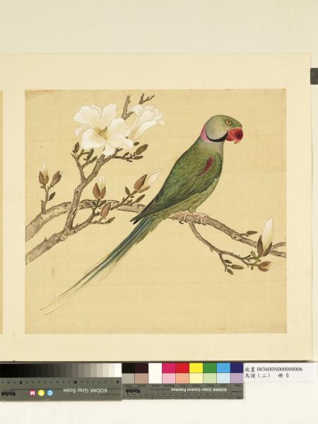 鳥譜（二）　冊　柳綠鸚哥