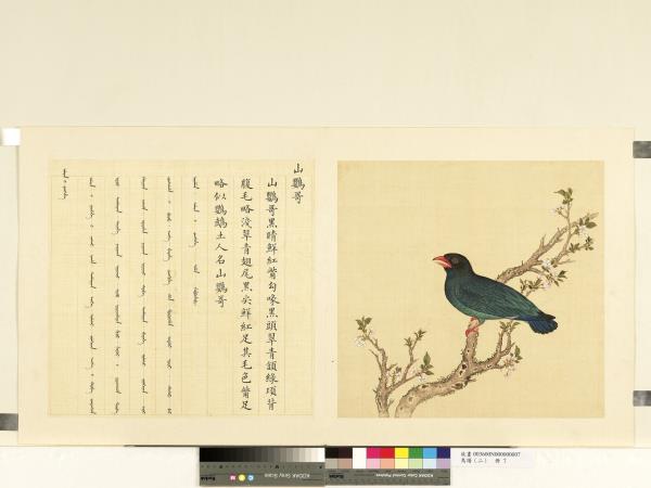 鳥譜（二）　冊　山鸚哥