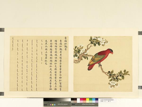 鳥譜（二）　冊　青頭紅鸚哥