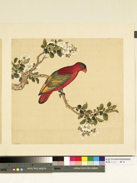 鳥譜（二）　冊　青頭紅鸚哥