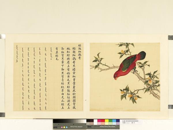 鳥譜（二）　冊　綠翅紅鸚哥