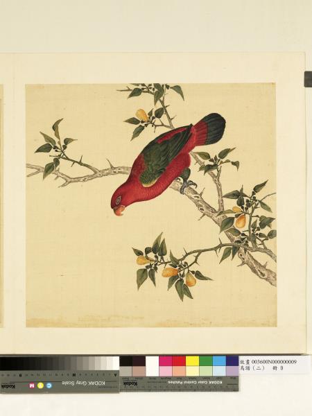 鳥譜（二）　冊　綠翅紅鸚哥