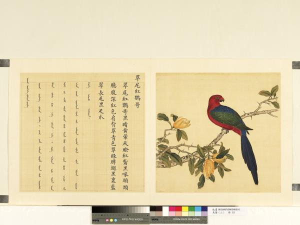 鳥譜（二）　冊　翠尾紅鸚哥