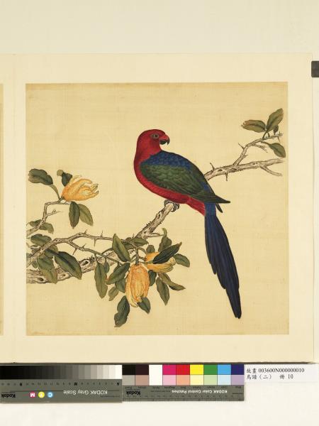 鳥譜（二）　冊　翠尾紅鸚哥