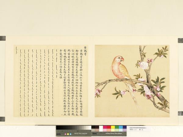 鳥譜（二）　冊　黃鸚哥