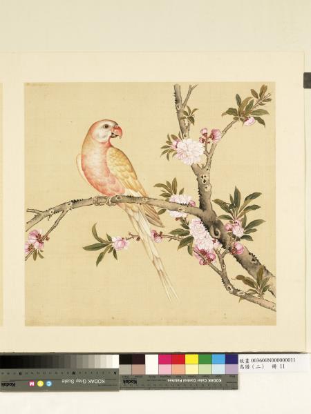 鳥譜（二）　冊　黃鸚哥