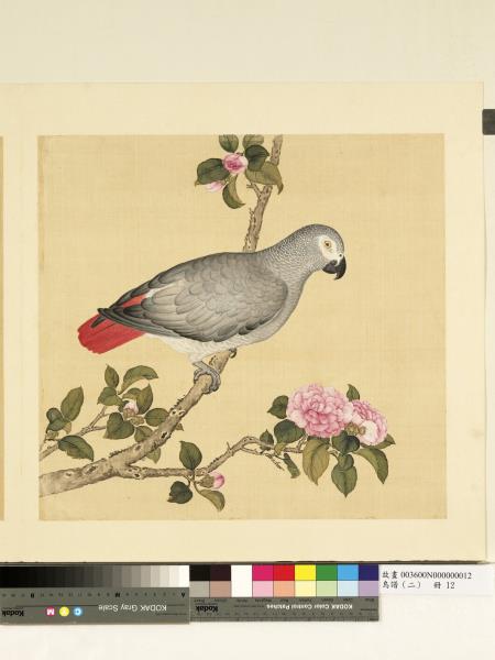 鳥譜（二）　冊　灰色洋鸚哥