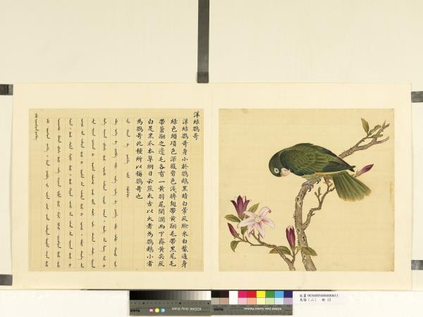 鳥譜（二）　冊　洋綠鸚哥