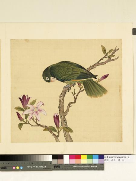 鳥譜（二）　冊　洋綠鸚哥