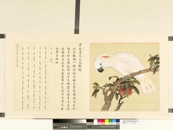 鳥譜（二）　冊　牙色裡毛大白鸚鵡