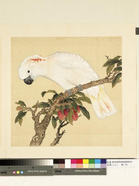 鳥譜（二）　冊　牙色裡毛大白鸚鵡