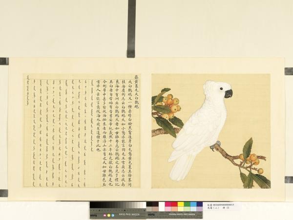 鳥譜（二）　冊　葵黃裡毛大白鸚鵡