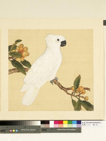 鳥譜（二）　冊　葵黃裡毛大白鸚鵡