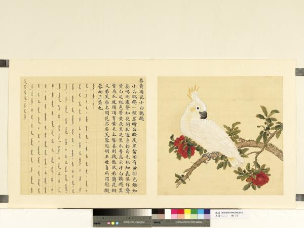 鳥譜（二）　冊　葵黃頂花小白鸚鵡