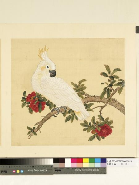 鳥譜（二）　冊　葵黃頂花小白鸚鵡