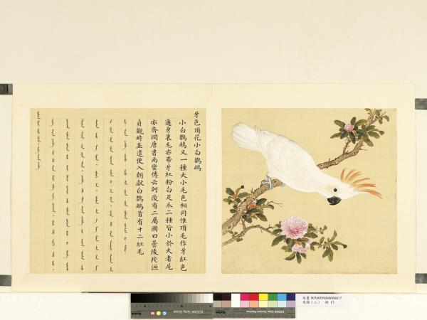 鳥譜（二）　冊　牙色頂花小白鸚鵡