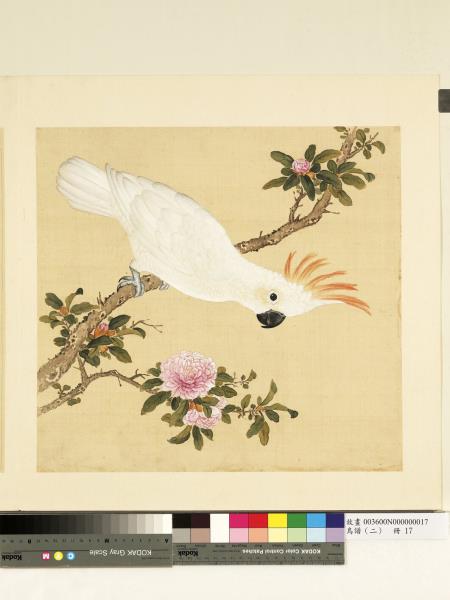 鳥譜（二）　冊　牙色頂花小白鸚鵡