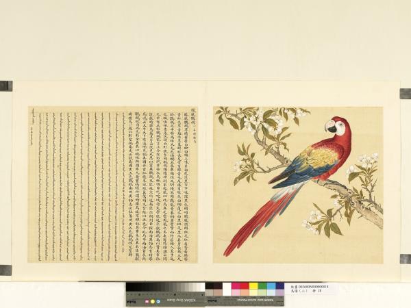 鳥譜（二）　冊　鳳凰鸚鵡