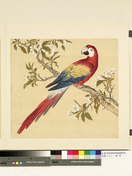 鳥譜（二）　冊　鳳凰鸚鵡