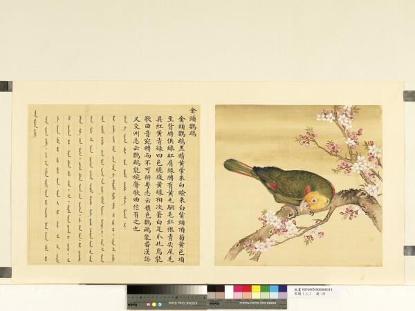 鳥譜（二）　冊　金頭鸚鵡