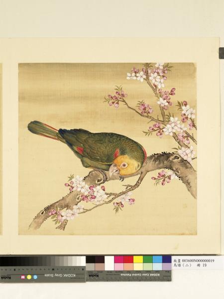 鳥譜（二）　冊　金頭鸚鵡