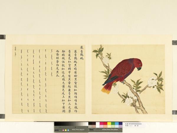 鳥譜（二）　冊　蓮青鸚鵡