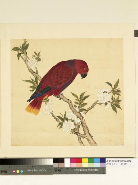 鳥譜（二）　冊　蓮青鸚鵡