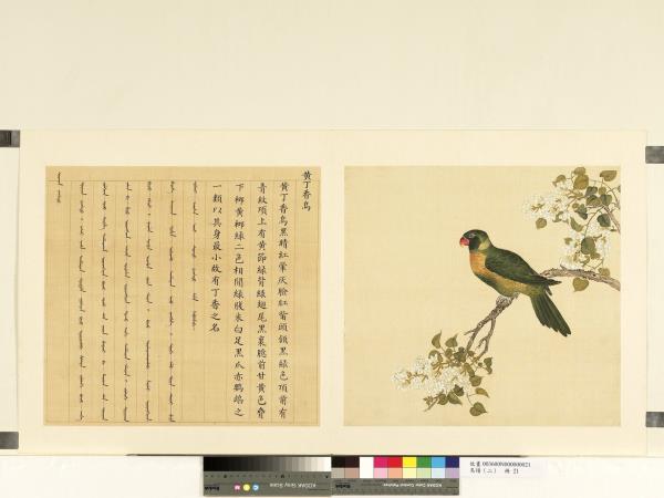 鳥譜（二）　冊　黃丁香鳥