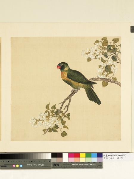 鳥譜（二）　冊　黃丁香鳥