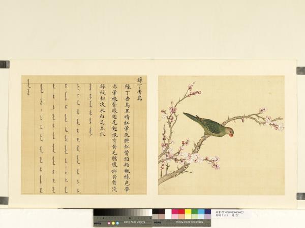 鳥譜（二）　冊　綠丁香鳥