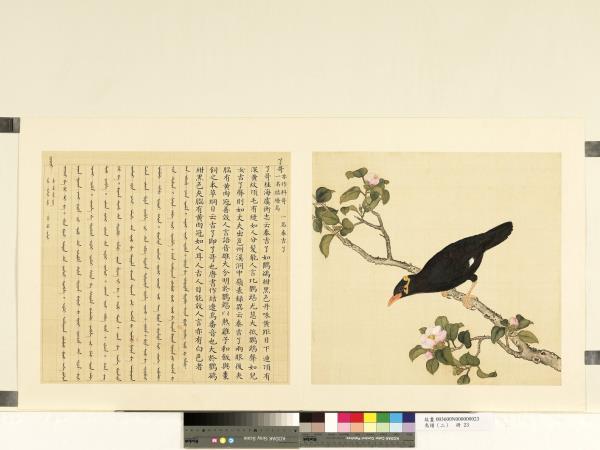 鳥譜（二）　冊　了哥