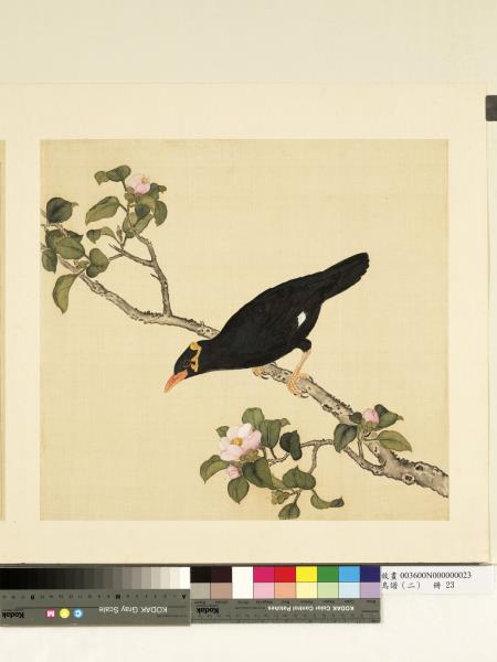 鳥譜（二）　冊　了哥