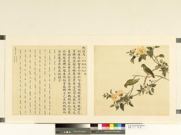 鳥譜（二）　冊　倒掛鳥