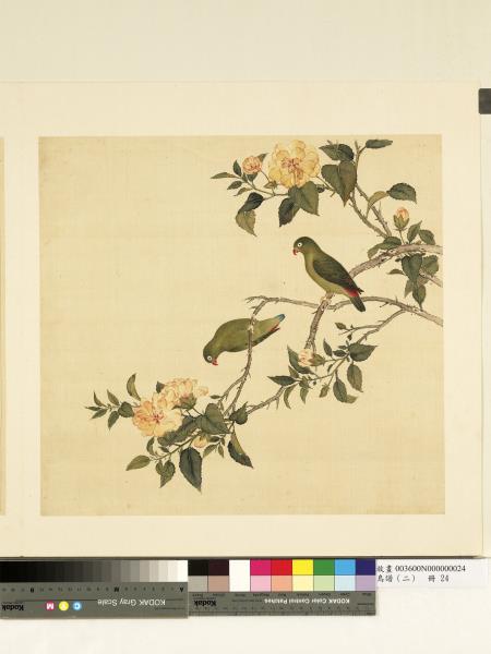 鳥譜（二）　冊　倒掛鳥