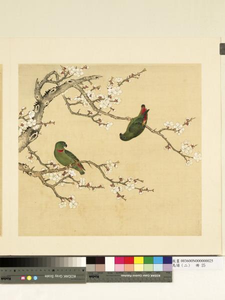 鳥譜（二）　冊　黑嘴倒掛