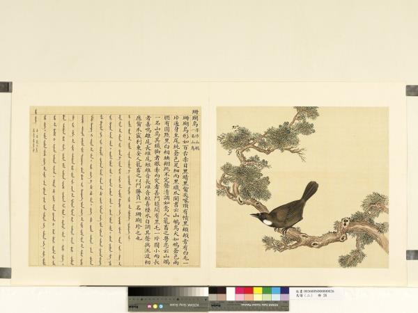 鳥譜（二） 冊珊瑚鳥- 故宮