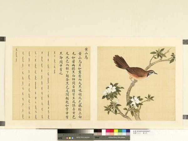 鳥譜（二）　冊　黃山烏