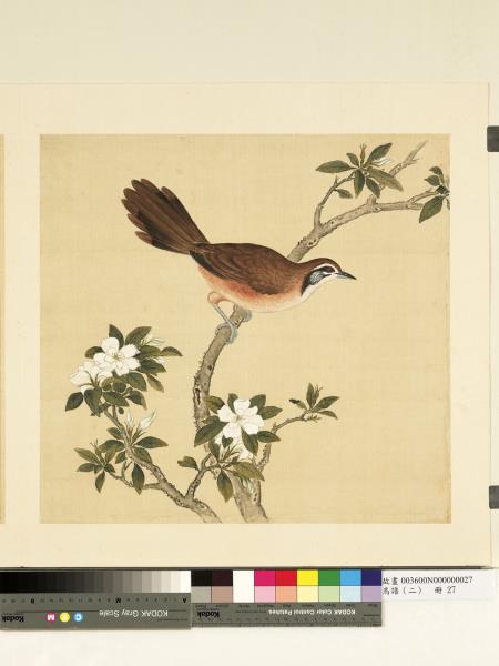 鳥譜（二）　冊　黃山烏