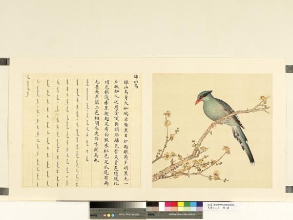 鳥譜（二）　冊　綠山烏