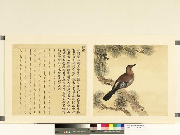 鳥譜（二）　冊　松鴉