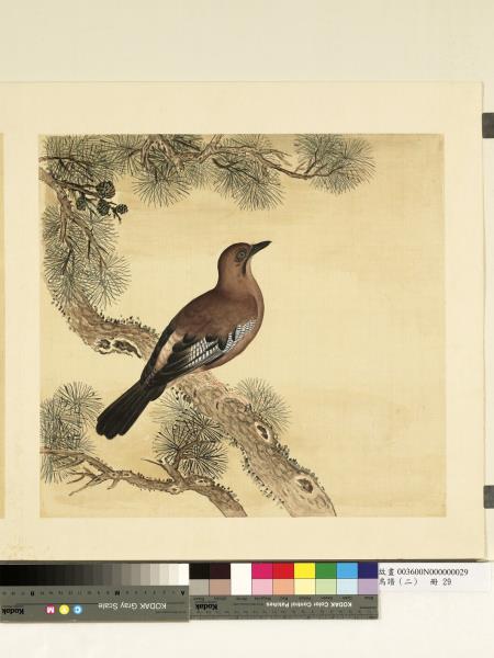 鳥譜（二）　冊　松鴉