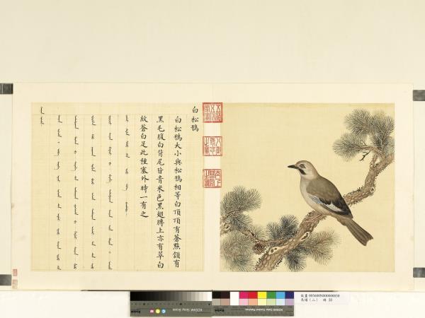 鳥譜（二）　冊　白松鴉