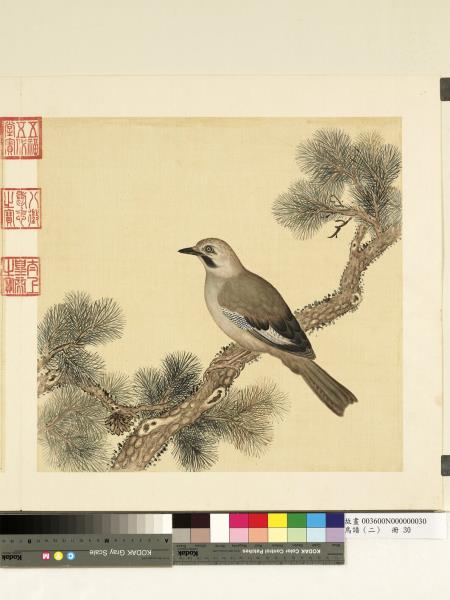 鳥譜（二）　冊　白松鴉